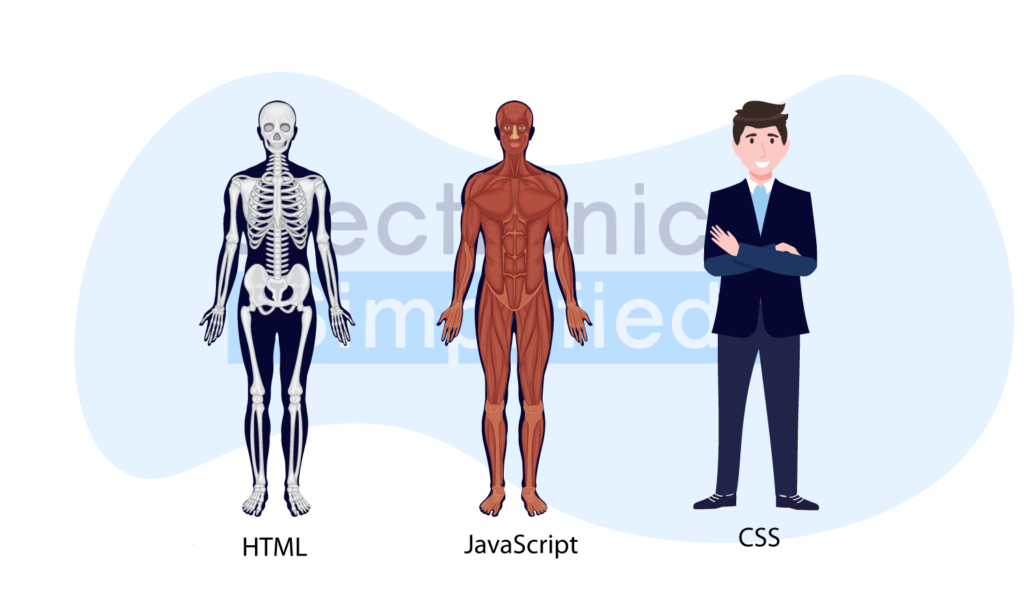 HTML is the skeleton, CSS the clothes and JavaScript the nervous system